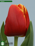 тюльпан  Веранди  принимаются  заявки  на  все  сорта
